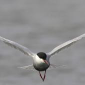 Whiskered tern. Adult in flight. Western Treatment Plant, Werribee, Victoria, Australia. Image &copy; Sonja Ross by Sonja Ross