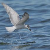 Whiskered tern. Immature foraging. Western Treatment Plant, Victoria, March 2017. Image &copy; Glenn Pure 2017 birdlifephotography.org.au by Glenn Pure