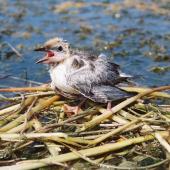 Whiskered tern. Chick sitting on nest calling for food. Debrecen. Image &copy; Tamas Zeke by Gabor Zeke There was a big colony at lake Fancsika.