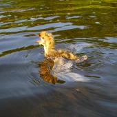 Whiskered tern. Young chick swimming. Debrecen. Image &copy; Tamas Zeke by Guba Zsuzsanna