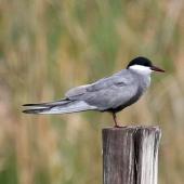 Whiskered tern. Adult in breeding plumage. Wakkerstroom, South Africa, January 2016. Image &copy; Duncan Watson by Duncan Watson