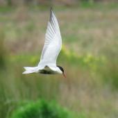 Whiskered tern. Adult in breeding plumage hawking over ponds. Puketutu Canal, Mangere, Auckland, October 2017. Image &copy; Scott Brooks (ourspot) by Scott Brooks