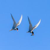 Black-fronted tern. Adult pair in courtship flight. Wairau River, October 2020. Image &copy; Derek Templeton by Derek Templeton take.aim.kiwi@gmail.com