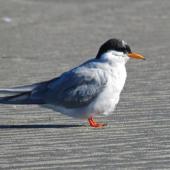 Black-fronted tern. Adult moulting into breeding plumage. Waikanae Beach lagoon, May 2014. Image &copy; Roger Smith by Roger Smith