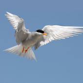 Black-fronted tern | Tarapirohe. Adult in flight, ventral. Clutha River, Bendigo, November 2009. Image &copy; Craig McKenzie by Craig McKenzie