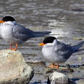 Black-fronted tern. 2 Adults. Nelson Haven, August 2011. Image &copy; Rebecca Bowater FPSNZ by Rebecca Bowater  FPSNZ Courtesy of Rebecca Bowaterwww.floraandfauna.co.nz