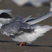 Black-fronted tern | Tarapirohe. Adult in breeding plumage ruffling feathers. Ashley estuary,  Canterbury, May 2014. Image &copy; Steve Attwood by Steve Attwood &nbsp;http://www.flickr.com/photos/stevex2/