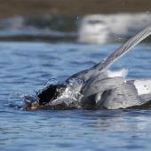 Black-fronted tern | Tarapirohe. Adult in breeding plumage bathing. Ashley estuary,  Canterbury, May 2014. Image &copy; Steve Attwood by Steve Attwood &nbsp;http://www.flickr.com/photos/stevex2/