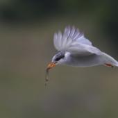 Black-fronted tern. Non-breeding adult in flight carrying a skink. Mataura River, Southland, December 2011. Image &copy; Glenda Rees by Glenda Rees http://www.flickr.com/photos/nzsamphotofanatic/