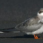 Black-fronted tern. Immature. Wanganui, February 2010. Image &copy; Ormond Torr by Ormond Torr