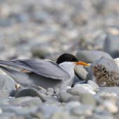 Black-fronted tern. Adult with chicks. Mataura River, Southland, January 2012. Image &copy; Glenda Rees by Glenda Rees http://www.flickr.com/photos/nzsamphotofanatic/