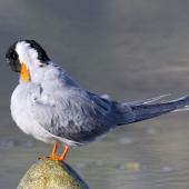 Black-fronted tern. Adult preening. Boulder Bank,  Nelson, July 2016. Image &copy; Rebecca Bowater by Rebecca Bowater FPSNZ AFIAP www.floranadfauna.co.nz