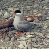 Black-fronted tern. Adult at nest with 2 eggs. . Image &copy; Department of Conservation (image ref: 10031040) by Barry Harcourt Courtesy of Department of Conservation