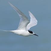 White-fronted tern | Tara. Non-breeding adult in flight. Quail Island, Lyttelton Harbour, March 2023. Image &copy; Glenn Pure by Glenn Pure