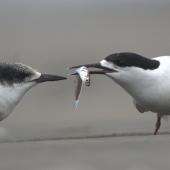 White-fronted tern. Adult feeding juvenile. Maori Bay, Auckland west coast, January 2016. Image &copy; George Curzon-Hobson by George Curzon-Hobson