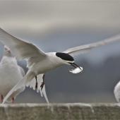 White-fronted tern | Tara. Breeding adult in flight carrying courting fish 'gift'. Avon-Heathcote estuary, September 2012. Image &copy; Steve Attwood by Steve Attwood http://stevex2.wordpress.com/