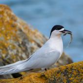White-fronted tern | Tara. Adult with common smelt. Riverton, Aparima River mouth, August 2017. Image &copy; Anja Köhler by Anja Köhler
