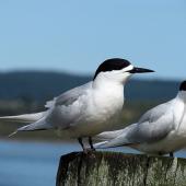White-fronted tern | Tara. Adults. Ruawai, September 2012. Image &copy; Thomas Musson by Thomas Musson tomandelaine@xtra.co.nz