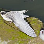 White-fronted tern. Juvenile stretching its wing. Tauranga, December 2010. Image &copy; Raewyn Adams by Raewyn Adams