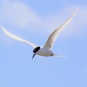 White-fronted tern | Tara. Adult in flight. Matarakau Point,  Chatham Island, November 2011. Image &copy; Mark Fraser by Mark Fraser