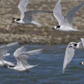 White-fronted tern. Non-breeding adult flock in flight. Ashley estuary,  Canterbury, May 2014. Image &copy; Steve Attwood by Steve Attwood http://www.flickr.com/photos/stevex2/