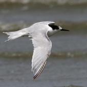 White-fronted tern. Immature in flight. Wanganui, January 2007. Image &copy; Ormond Torr by Ormond Torr