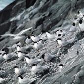 White-fronted tern. Roosting flock. The Pyramid, Chatham Islands, September 1974. Image &copy; Department of Conservation by Christopher Robertson Courtesy of Department of Conservation