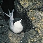 White-fronted tern. Adult on nest. Rangatira Island, Chatham Islands, November 1975. Image &copy; Department of Conservation by Rod Morris Courtesy of Department of Conservation
