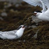White-fronted tern. Juvenile being fed by adult. Catlins, February 2011. Image &copy; Craig McKenzie by Craig McKenzie