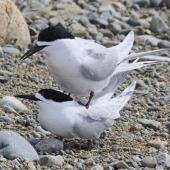 White-fronted tern | Tara. Pair mating. Boulder Bank,  Nelson, November 2016. Image &copy; Rebecca Bowater by Rebecca Bowater FPSNZ AFIAP www.floraandfauna.co.nz