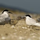 White-fronted tern. Adult feeding fish to chick. Kaipara Harbour. Image &copy; Eugene Polkan by Eugene Polkan