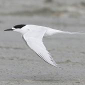 White-fronted tern. Adult in flight. Manawatu River estuary, March 2012. Image &copy; Phil Battley by Phil Battley