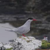 Antarctic tern. Breeding adult. Enderby Island,  Auckland Islands, January 2018. Image &copy; Colin Miskelly by Colin Miskelly