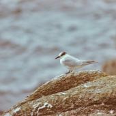Antarctic tern. Immature. The Snares, March 1986. Image &copy; Alan Tennyson by Alan Tennyson