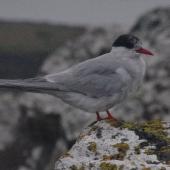 Antarctic tern. Non-breeding adult. Enderby Island,  Auckland Islands, January 2018. Image &copy; Colin Miskelly by Colin Miskelly