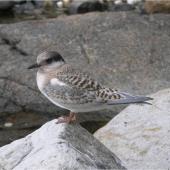 Antarctic tern. Fledgling. Campbell Island, January 2006. Image &copy; Colin Miskelly by Colin Miskelly