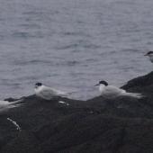 Antarctic tern. Breeding adult (right) roosting with three white-fronted terns. Enderby Island,  Auckland Islands, January 2018. Image &copy; Colin Miskelly by Colin Miskelly