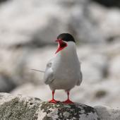 Antarctic tern. Adult. Enderby Island,  Auckland Islands, December 2005. Image &copy; Andrew Maloney by Andrew Maloney