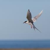 Arctic tern. Adult in breeding plumage. Iceland. Image &copy; Sonja Ross by Sonja Ross