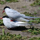 Arctic tern. Pair of adults attempting to mate. Inner Farne, Northumbria, UK, May 2018. Image &copy; Duncan Watson by Duncan Watson