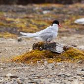 Arctic tern. Adult in breeding plumage on the ground, with ruffled feathers. Ny Alessund, Svalbard, August 2015. Image &copy; Cyril Vathelet by Cyril Vathelet