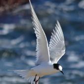 Arctic tern. Immature in flight. Aramoana Mole,  Dunedin, April 2015. Image &copy; Jason Wilder by Jason Wilder