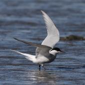 Arctic tern. Adult entering breeding plumage. Note thin border to trailing edge outer hindwing, even-toned primaries above. Manawatu River estuary, March 2010. Image &copy; Phil Battley by Phil Battley
