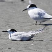 Common tern. Non-breeding bird (sitting) with white-fronted tern in the background. Manawatu River estuary, January 2014. Image &copy; Phil Battley by Phil Battley