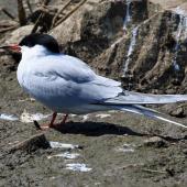Common tern. Breeding adult (nominate subspecies). Subspecies longipennis is the only form so far recorded from New Zealand; it does not have a red bill. Inner Farne, Northumbria, UK, May 2018. Image &copy; Duncan Watson by Duncan Watson