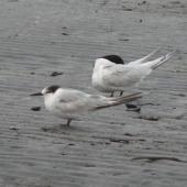 Common tern. Adult in non-breeding plumage, with white-fronted tern. Waikanae, January 2011. Image &copy; Alan Tennyson by Alan Tennyson