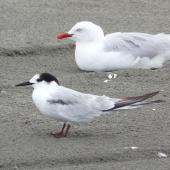 Common tern. Adult in non-breeding plumage, with red-billed gull. Manawatu River estuary, December 2012. Image &copy; Alan Tennyson by Alan Tennyson