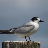 Common tern. Adult non-breeding. Ruawai, Northland, March 2015. Image &copy; Thomas Musson by Thomas Musson