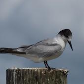 Common tern. Adult non-breeding. Ruawai, Northland, March 2015. Image &copy; Thomas Musson by Thomas Musson