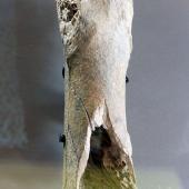 North Island giant moa | Kuranui. First moa bone identified - a left femur shaft. North Island. Image &copy; Alan Tennyson & the Natural History Museum by Alan Tennyson